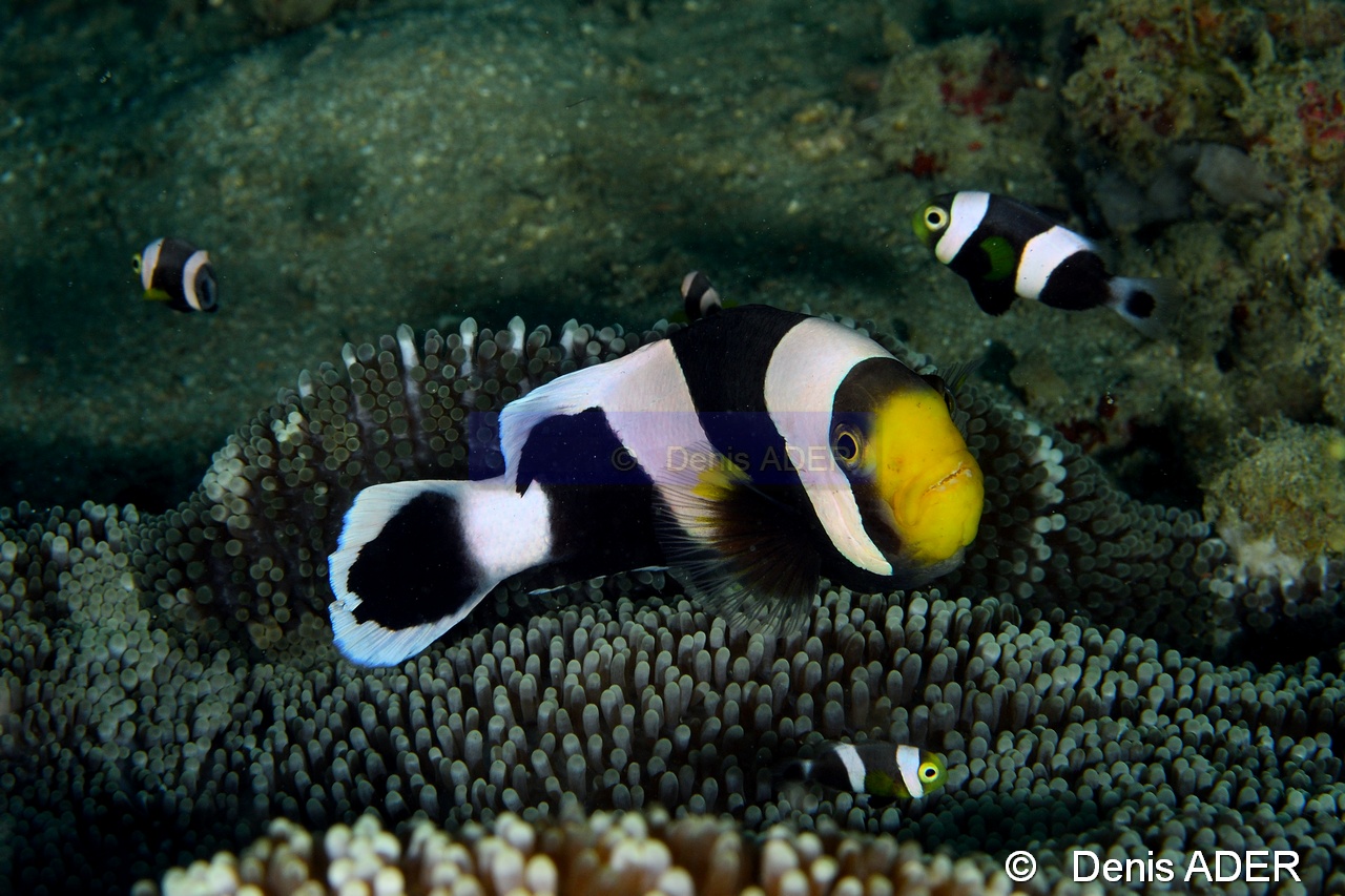 Amphiprion polymnus-Wakatobi Pasar wajo Beach-21m-20180602-Denis-ADER-DSC_3185_tn.jpg